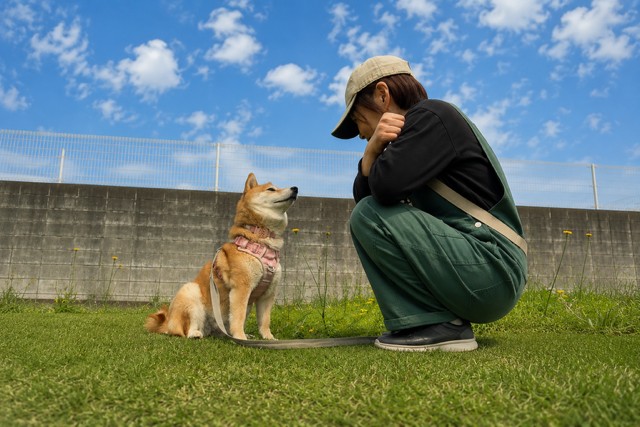 シブヤトモミと愛犬の柴犬チィ